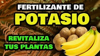 Té de Plátano y Patata 🍌 Fertilizante CASERO de Potasio 🥔 Abono Fácil y Orgánico para Plantas [upl. by Aicilf]