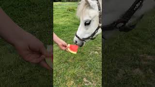 I don’t think Gidgee wants the watermelon🤣 [upl. by Ellette872]