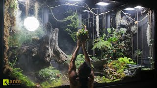 I Added Carnivorous Pitcher Plants into My Giant Rainforest Vivarium [upl. by Sissie]