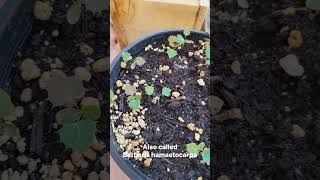 Mahonia hamaetocarpa seedlings 🙌 Berberis [upl. by Enelad599]