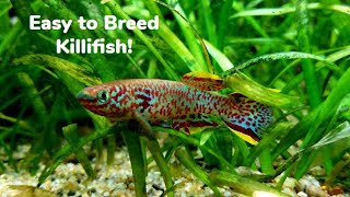 Breeding Gardneri Killifish Great Beginner Killifish [upl. by Tini]