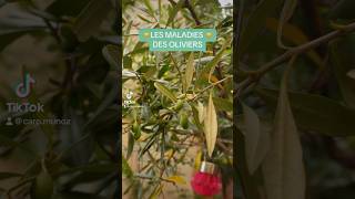 Les maladies de l’Olivier  🫒 remède jardin [upl. by Bouzoun]