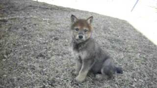 Wolf dog puppies for salehigh content [upl. by Florian]