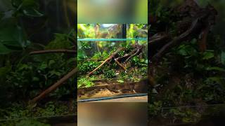 Creating a Waterfall Paludarium [upl. by Katusha571]