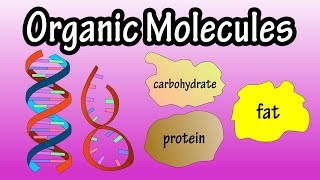 Major Groups Of Organic Molecules  What Are Organic Molecules  The Molecules Of Life [upl. by Wyatt328]