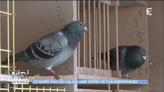 ANIMAUX  Le NordPasdeCalais une terre de colombophiles [upl. by Erehpotsirhc]