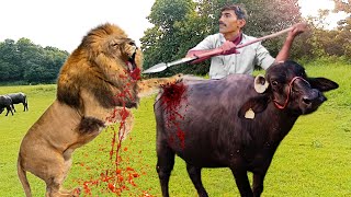 The Lion Attacked Both The Buffalo And The  Man In The Forest [upl. by Arenahs]