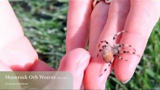 Leggy Spiders in Alaska [upl. by Sheeree]