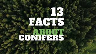 13 Amazing Facts About Conifers  HD Video [upl. by Folberth]