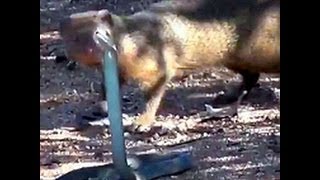 Mongoose vs Black Mamba snake FACEOFF [upl. by Atnim]