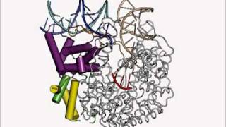 T7 RNA Polymerase PromoterBinding Domain Changes during Early Transcription [upl. by Dari]