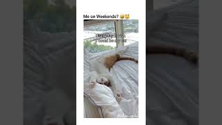 out of contexts cats and dogs part 57 funny funnypets pets cat dog petvideos animals kitten [upl. by Shafer]