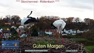 2024 11 20 Storchennest Röttenbach Guten Morgen die Röttis machen Ausbesserung am Nest👍🤣🤣 [upl. by Philemol]