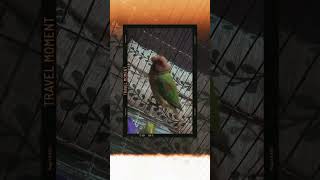 Parrot tellking plum headed parrot 🥰😘 voiceplumheadedparakeet perrot viralshortyoutubeshort [upl. by Aissatsan]