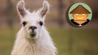 QUÉ PASA CON LAS LLAMAS I Mini Documental [upl. by Muns]