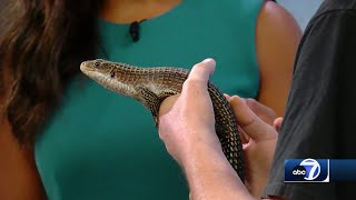 Creature Feature Sudan plated lizard [upl. by Kciwdahc]