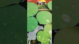 Lotus 🪷 plants in pots🪴 gardeningplant🪴video youtubeshorts [upl. by Anselma]