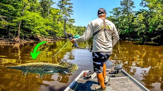 BOWFISHING For TROPHY FISH In a SUPER SHALLOW River [upl. by Burroughs]