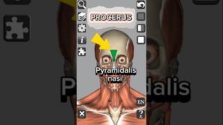 Anatomy  Procerus muscle medical 3d anatomy head neck shorts [upl. by Saref]