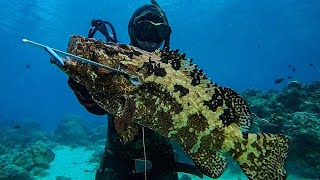 BIG GROUPER   PELAGICS LANDED  SPEARFISHING PHILIPPINES [upl. by Savart]