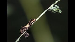 Finding Florida Viceroy Eggs Caterpillars and Hibernacula [upl. by Llevra]