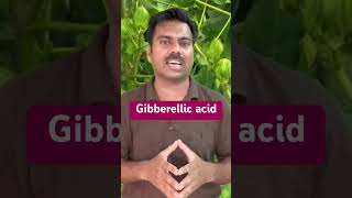 Gibberellic acid  Use in Agricultural Crops Gibberellicacid gibberellin abidaliagrarian farming [upl. by Noach]