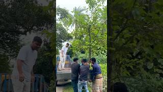 ছাদবাগানের জন্য এনেছি বিশাল মালবেরি গাছ gardening ornofpets [upl. by Leffen]