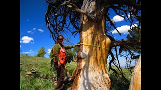 Whitebark pine Current status and threats for proposed protections under the Endangered Species Act [upl. by Dorina]