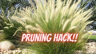 This ONE Trick Makes Pruning Grasses EASY  How to Prune Ornamental Grass [upl. by Collimore]