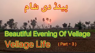 Village  Lifestyle Milking Buffalo پینڈ دی شام  تےگاں مجھ دی چوائی  لکڑیاں تے چاہ وی بنائی [upl. by Etteval]