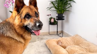 What Does My German Shepherd do when a Tiny Kitten Occupying his Bed [upl. by Otit]