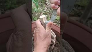 Super Special Grafting Technique On Fruit Trees shorts fruit grafting plant shortvideo trees [upl. by Ettennyl322]