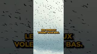 Pourquoi les oiseaux volent bas avant un orage [upl. by Geirk]