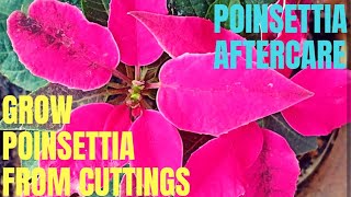 How to propagate Poinsettia from stem cuttings and its aftercare  Organic Poinsettia reblooming [upl. by Enerehs]