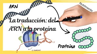 La TRADUCCIÓN del ARNm a la PROTEÍNA Síntesis de proteínas paso a paso [upl. by Labana]