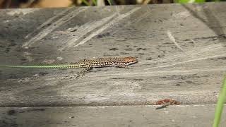 Podarcis virescens  Lagartija verdosa  Geniezs wall lizard [upl. by Fleurette]