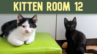 Kitten Room 12 Night 59  3 Mamas and 9 kittens [upl. by Attlee]