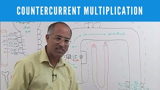 Urine Concentration and Dilution  Countercurrent Multiplication [upl. by Ruelle]