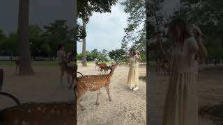 Bowing Deers in Japan [upl. by Dynah]