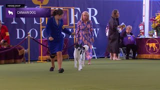 Canaan Dogs  Breed Judging 2024 [upl. by Kind]