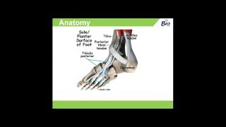 Tibialis Posterior Dysfunction Anatomy Causes amp Management [upl. by Nwahsem]