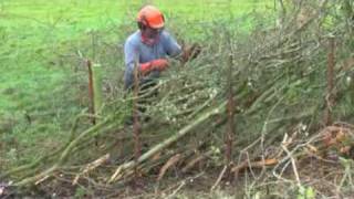 Lancashire and Westmoreland Hedgelaying [upl. by Adna209]