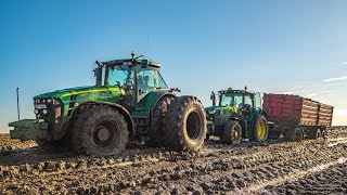 Pótkocsi mentése a sárból quot2024quot Cukorrépa hordás I Sugarbeet Transport in MUD [upl. by Eidassac]