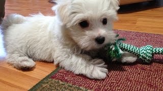 Cute Maltipoo Pups Enjoying Cheese [upl. by Solis]