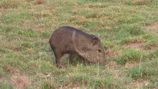 Javelina Bow Kill [upl. by Ybot]