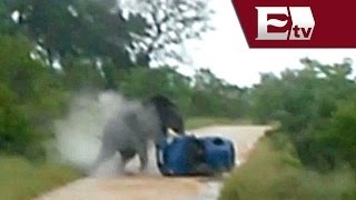 Elefante ataca a dos turistas al embestir su vehículo en Sudáfrica Titulares de la tarde [upl. by Aynotan511]