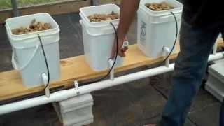 Dutch Bucket Aquaponics [upl. by Wahl]