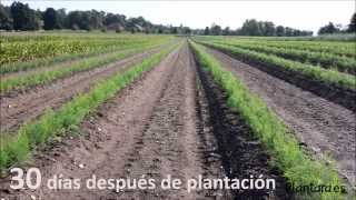 PLANTACIÓN DE PLANTA DE ESPÁRRAGO PLANTA EN MACETILLA O CEPELLÓN VIVEROS PLANTARA [upl. by Rafa410]