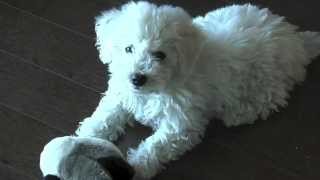 Bichon Frise Puppy 8 Weeks Old amp Goose Toy [upl. by Pedersen]