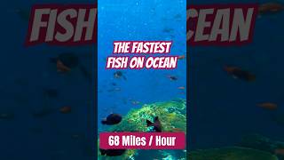 quotSailfish The Fastest Fishquot climatechange facts coralconservation Sailfish FastestFish facts [upl. by Annohs]